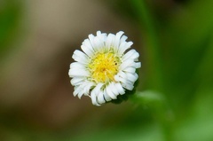 Erigeron bellioides