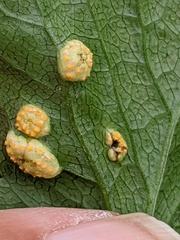 Puccinia smyrnii