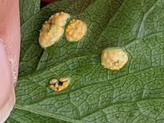 Puccinia smyrnii