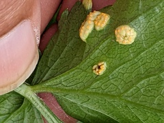 Puccinia smyrnii