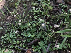 Erigeron bellioides
