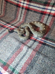 Crotalus ornatus