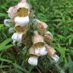 Digitalis lanata