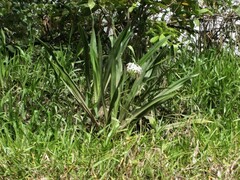 Crinum pedunculatum