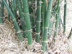 Bambusa vulgaris