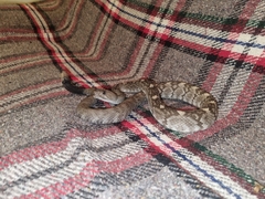 Crotalus ornatus