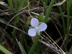 Murdannia loriformis