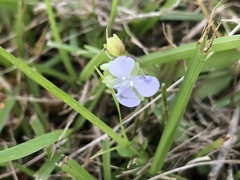 Murdannia loriformis