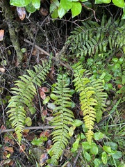 Polystichum setigerum