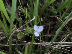 Murdannia loriformis