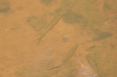 Rasbora