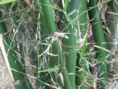 Bambusa vulgaris