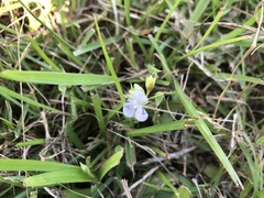 Murdannia loriformis