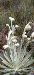 Espeletia