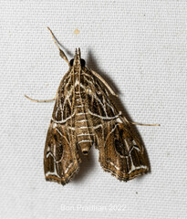 Paracymoriza