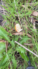 Amanita xanthocephala