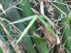 Bambusa vulgaris