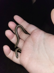 Tropidoclonion lineatum