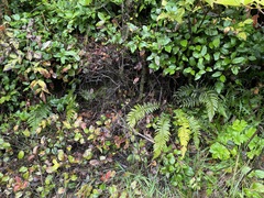 Polystichum setigerum