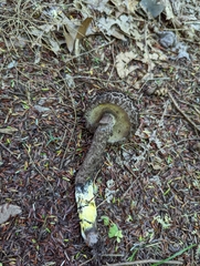 Strobilomyces confusus