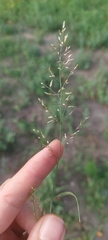 Eragrostis minor