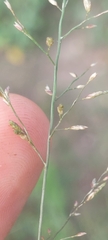 Eragrostis minor