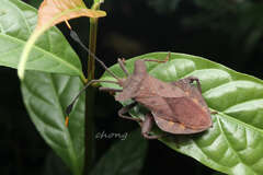 Dalader planiventris