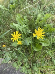 Hieracium lachenalii