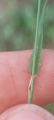 Eragrostis minor