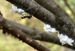 Prociphilus tessellatus