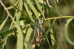 Melanoplus thomasi