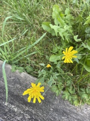 Hieracium lachenalii