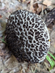 Strobilomyces confusus