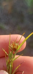Cyperus squarrosus