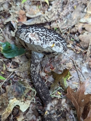 Strobilomyces confusus