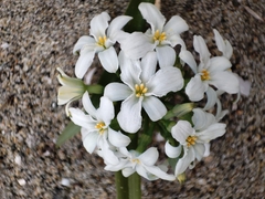 Zephyra compacta