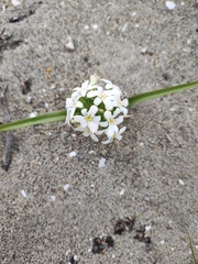 Zephyra compacta