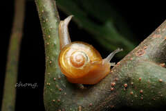 Helicarionidae