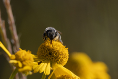 Megachile brevis