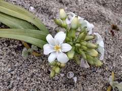 Zephyra compacta