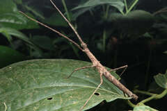 Spinoparapachymorpha