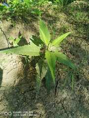 Ambrosia ambrosioides