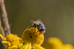 Megachile brevis