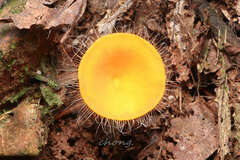Cookeina sinensis
