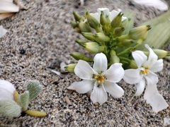 Zephyra compacta