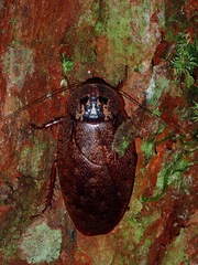 Blaberidae