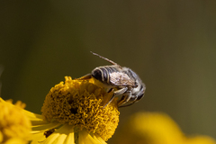 Megachile brevis