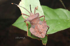 Dalader planiventris