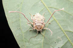 Ophiocordycipitaceae