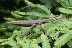 Paragongylopus